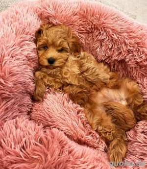 Cavapoo mini welpen Bild 2