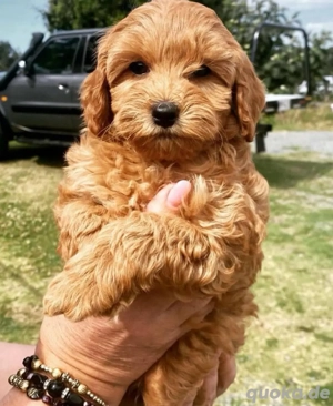 Cavapoo mini welpen Bild 4