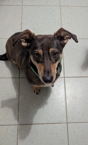 Schmuser Quincy wartet auf Besuch!