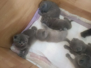 BKH Kartäuser blaue Kater