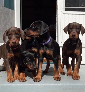 Dobermann welpen