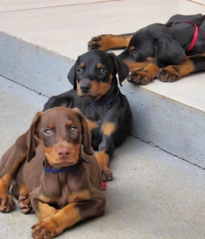 Dobermann welpen