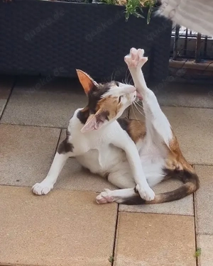 THAIMAHAL LA PINTA, aka "Olivia" gefleckte OKH mit Ihrem Kitten suchen Dich!