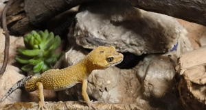 Leopardgecko weiblich