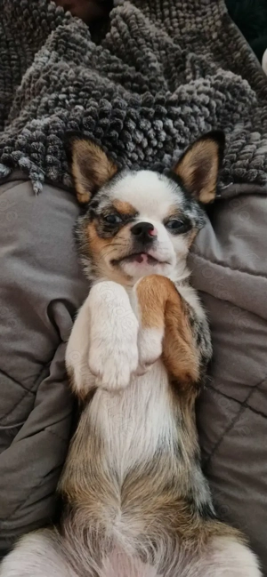 Chihuahua Hündin 6 Monate