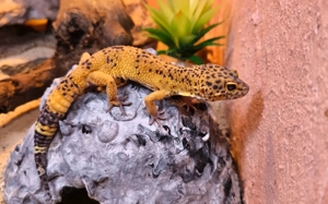 Leopardgecko männlich 