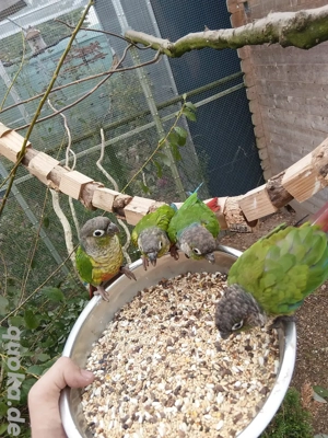 Grünwangen Rotschwanzsittich Bild 2