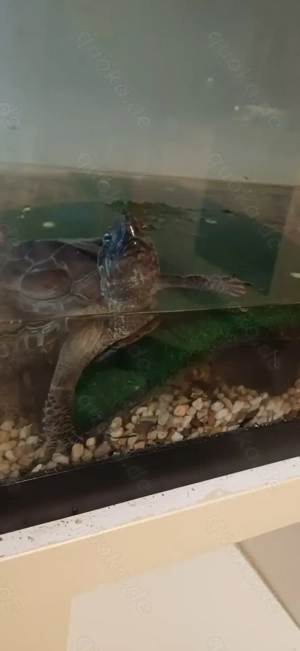 Wasserschildkröte zu verkaufen 