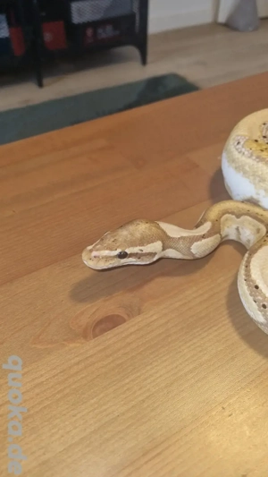 Königspython Männchen 