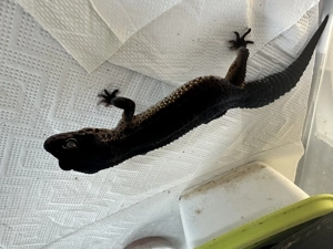 Leopardgecko Black Night 