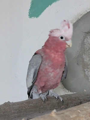 Verk. 2,0 Rosakakadus von Juni 2025