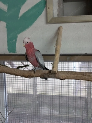 Verk. 2,0 Rosakakadus von Juni 2025 Bild 2