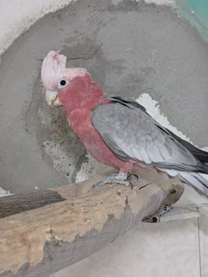 Verk. 2,0 Rosakakadus von Juni 2025 Bild 3