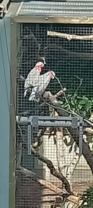 Verk. 2,0 Rosakakadus von Juni 2025 Bild 4