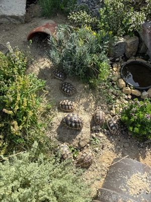 Breitrandschildkröten abzugeben  Bild 5