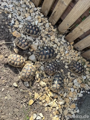 Breitrandschildkröten abzugeben  Bild 3