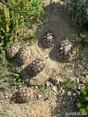 Breitrandschildkröten abzugeben  Bild 4