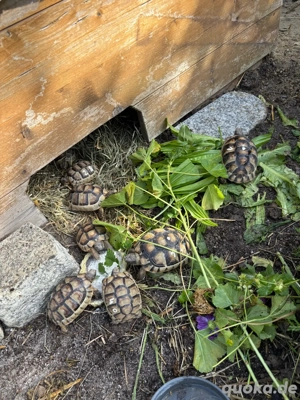 Breitrandschildkröten abzugeben 