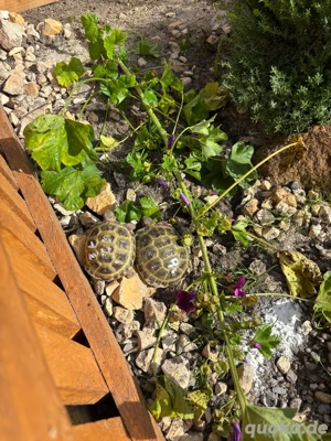 Russische Vierzehen Schildkröten 