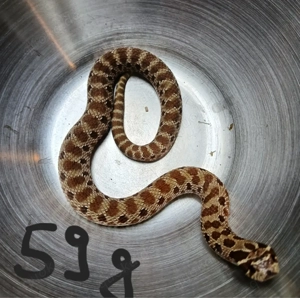 1.0 Purple Line Heterodon Nasicus 2024 Hakennasennatter