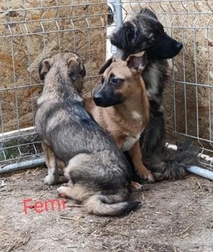 Femi soll nicht im Tierheim aufwachsen Bild 5