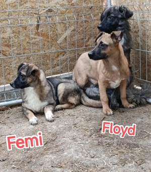 Femi soll nicht im Tierheim aufwachsen Bild 3