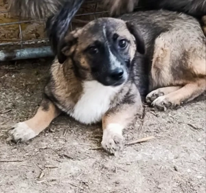 Femi soll nicht im Tierheim aufwachsen Bild 2