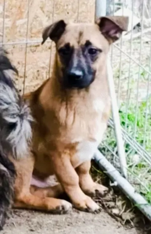 Floyd sucht ein Zuhause für immer