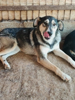 Birdie ca. 47 cm   die Fröhliche