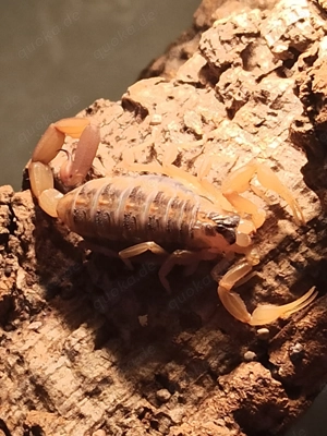 Centruroides vittatus aus Nachzucht Bild 4