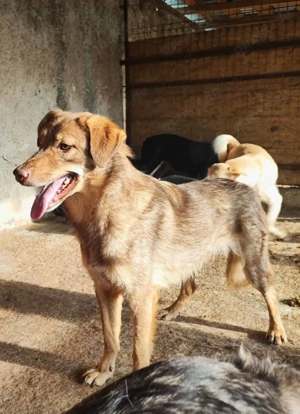 Zuri ca. 48 cm   möchte geliebt werden