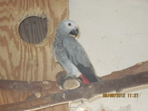 gebe ab: 1,0 Kongo-Graupapagei