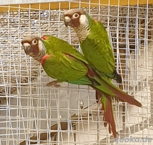 Junge Salvadori-Weißohrsittiche