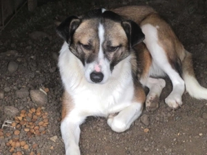 Wilma H ca. 50 cm   die Überschwängliche