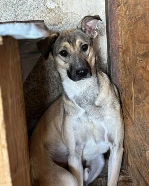 Mike J ca. 48 cm   sucht seine Menschen