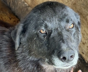 Sina M ca. 48 cm   hat Glück verdient