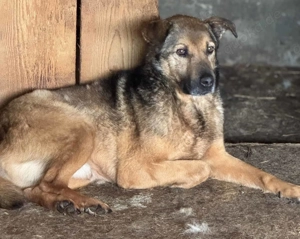 Elliot ca. 48 cm   möchte gefallen