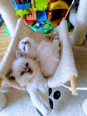 Süße Ragdoll Kitten suchen ein neues Zuhause