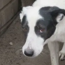 Lupi ca. 52 cm   ist unwiderstehlich