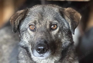 Skita ca. 45 cm   mit den tollen Augen