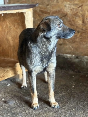 Skita ca. 45 cm   mit den tollen Augen Bild 5