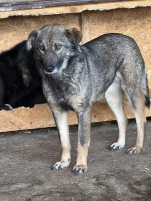 Skita ca. 45 cm   mit den tollen Augen Bild 6