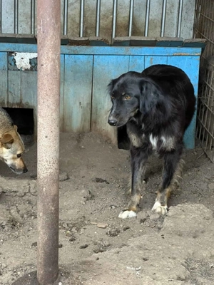 Romy S ca. 50 cm   lebt in Angst