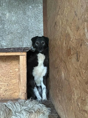 Arkascha ca. 45 cm   der Rohdiamant