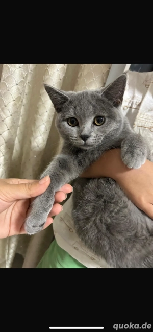 Katzenbabys 4 Monate alt