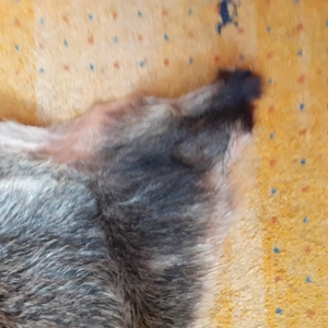 Schönes großes Wildschweinfell 160 cm Bild 2