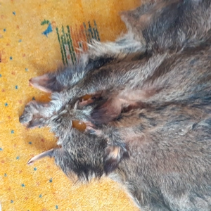 Schönes großes Wildschweinfell 160 cm Bild 3