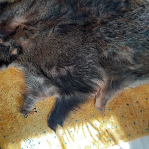 Schönes großes Wildschweinfell 160 cm Bild 4