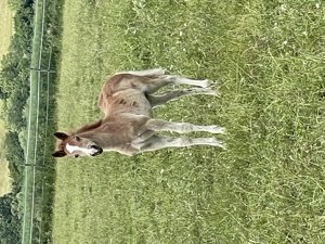 Edelbluthaflinger Hengst Fohlen Bild 4