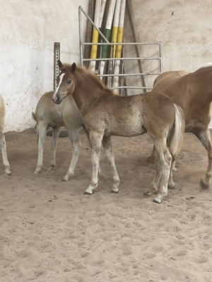 Edelbluthaflinger Hengst Fohlen Bild 3